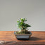 Olive Bonsai #1084