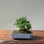 Olive Bonsai #1085