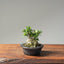 Olive Bonsai #1086