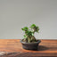 Olive Bonsai #1086