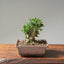 Olive Bonsai #1087