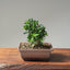 Olive Bonsai #1087