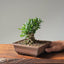 Olive Bonsai #1087