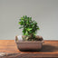 Olive Bonsai #1087