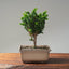 Sekka Hinoki Cypress #1088