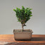 Sekka Hinoki Cypress #1088