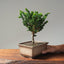 Sekka Hinoki Cypress #1088