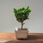 Sekka Hinoki Cypress #1088