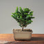 Sekka Hinoki Cypress #1089