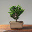 Sekka Hinoki Cypress #1089