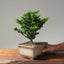 Sekka Hinoki Cypress #1089