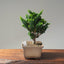 Sekka Hinoki Cypress #1089