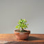 Yaupon Holly Bonsai #1090