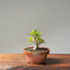 Yaupon Holly Bonsai #1090
