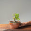 Yaupon Holly Bonsai #1090