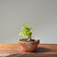 Yaupon Holly Bonsai #1090