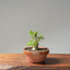 Yaupon Holly Bonsai #1091