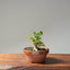 Yaupon Holly Bonsai #1091