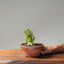 Yaupon Holly Bonsai #1091
