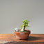 Yaupon Holly Bonsai #1091