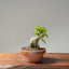 Yaupon Holly Bonsai #1092