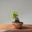 Yaupon Holly Bonsai #1092