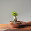 Yaupon Holly Bonsai #1092