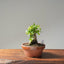 Yaupon Holly Bonsai #1092