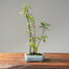 Zelkova Copse Bonsai #1093