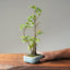 Zelkova Copse Bonsai #1093