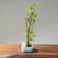 Zelkova Copse Bonsai #1093