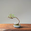 Zelkova Bonsai #1094