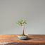 Zelkova Bonsai #1094