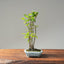 Zelkova Copse Bonsai #1095