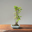 Zelkova Copse Bonsai #1095