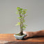 Zelkova Copse Bonsai #1095
