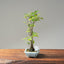 Zelkova Copse Bonsai #1095