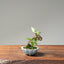 Zelkova Bonsai #1096