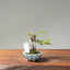 Zelkova Bonsai #1096