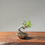 Zelkova Bonsai #1097
