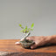 Zelkova Bonsai #1097