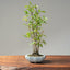 Zelkova Copse Bonsai #1098