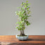 Zelkova Copse Bonsai #1098