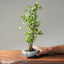 Zelkova Copse Bonsai #1098