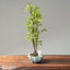 Zelkova Copse Bonsai #1098
