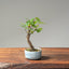 Zelkova Bonsai #1099