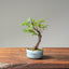 Zelkova Bonsai #1099