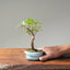 Zelkova Bonsai #1099