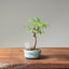 Zelkova Bonsai #1099