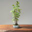 Zelkova Copse Bonsai #1100